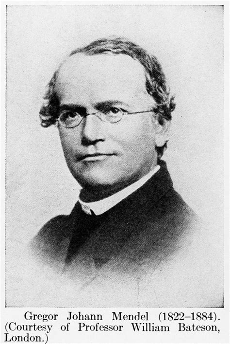 Gregor Johann Mendel Father Of Genetics — Lesson Science Cbse Class 10