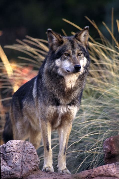 Fate Of Mexican Gray Wolves To Be Decided By Us Fish And Wildlife