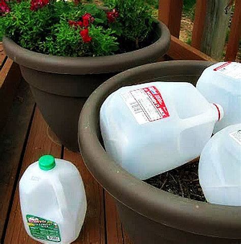 Use Milk Jugs In Large Planters To Save Potting Soil DIY Garden Hacks Milk Jugs