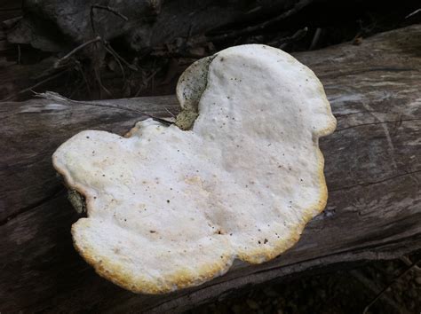 Mushroom Identification Request Missouri Finds Mushroom