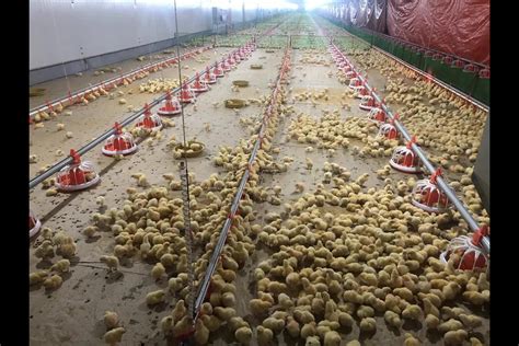 The scheme started with commercial broiler farm total of company based on poultry. Malaysia Chicken House For Poultry Farm Steel Framing ...