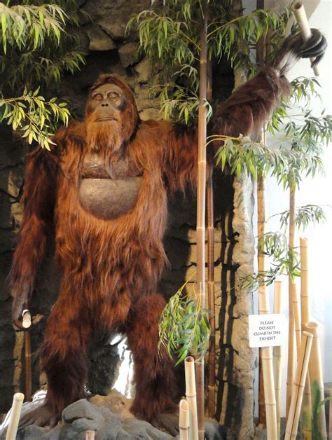 Why Earths Largest Ape Went Extinct Live Science