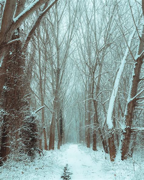 Free Picture Forest Trail Winter Trees Cold Frost Snow Dawn Fog