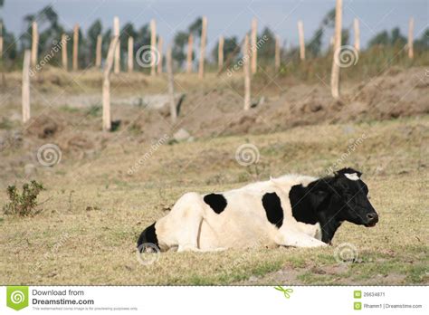 Hershey Cow Lying Down Stock Image Image 26634871