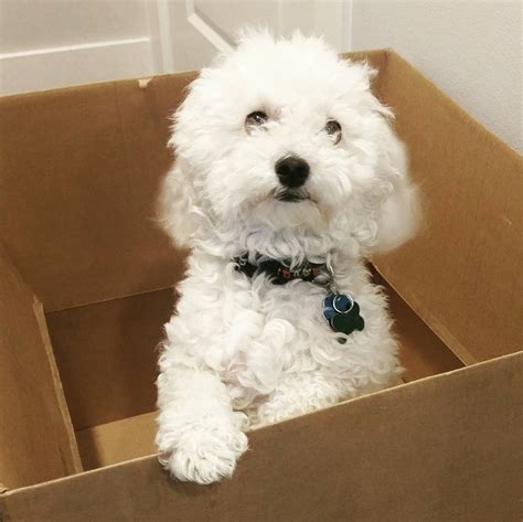 Bichon Poodle Mix Truth About Poochon Dogs