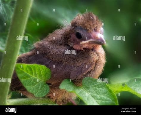Baby Bird Northern Cardinal Stock Photo Alamy