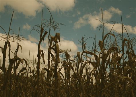 Dead Corn Field Flickr Photo Sharing