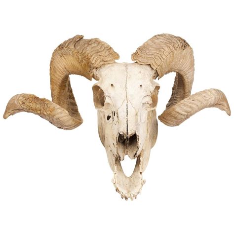 Related Image Ram Skull Animal Skulls Skull Decal