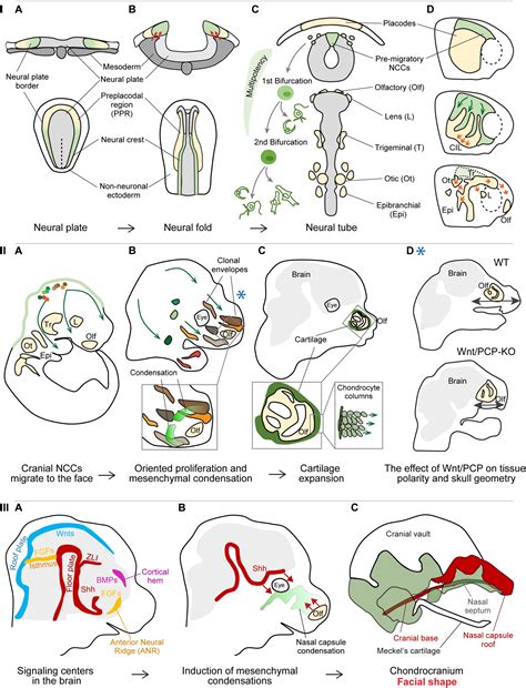 Frontiers Insights Into The Complexity Of Craniofacial Development