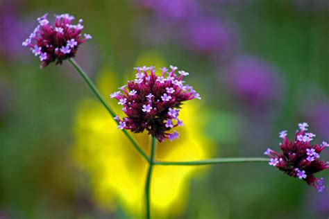 Purple Verbena Flowers Photograph By Karen Adams Pixels
