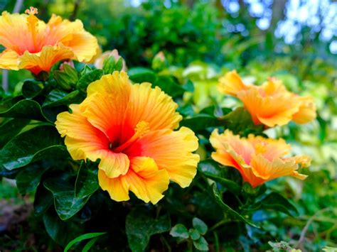 Flowers Of Hawai I And Their Meanings