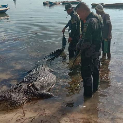 Nile Crocodile Attacks Human