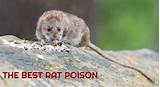 Quickly Rat Poison Images