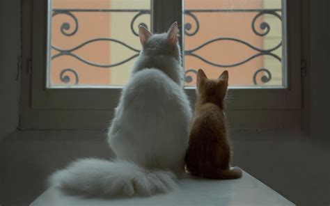 White Cat And Orange Kitten Looking Out The Window Hd