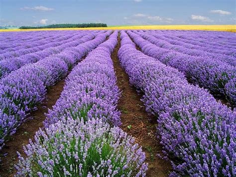 Những Cánh đồng Hoa Lavender đẹp Nhất Đà Lạt 2022