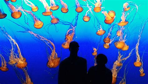 Jellyfish Exhibit At Monterey Bay Aquarium Monterey Bay Aquarium