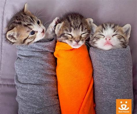 These Kitty Burritos Are The Absolute Cutest Womans Day