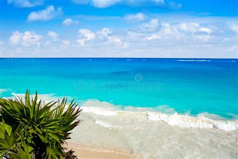Tulum Turquoise Beach Palm Tree In Riviera Maya At Mayan Stock Image
