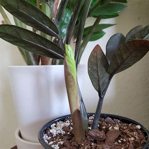 Raven zz plants can handle the lowest of light conditions, even fluorescent light. New growth is finally peaking through with my Raven ZZ ...