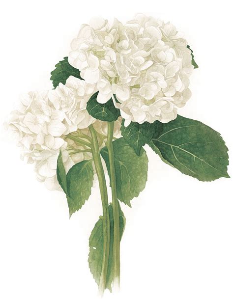 Hydrangea Macrophylla Botanical Watercolour Botanical Watercolor