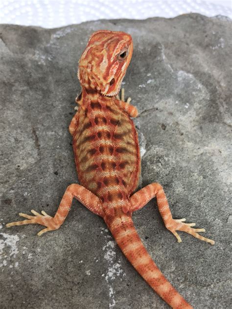 Products Archive Bearded Dragon Breeders Canada