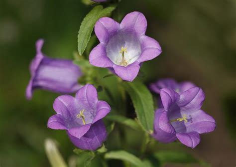 Purple Bell Shaped Flowers On Long Stems Shavonne Holly