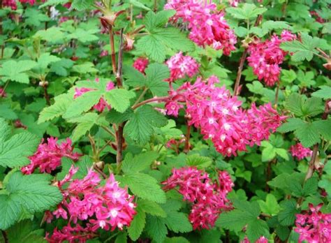 English lavender plants are a beautiful, fragrant evergreen shrub. Buy Flowering Currant Ribes sanguineum King Edward VII ...