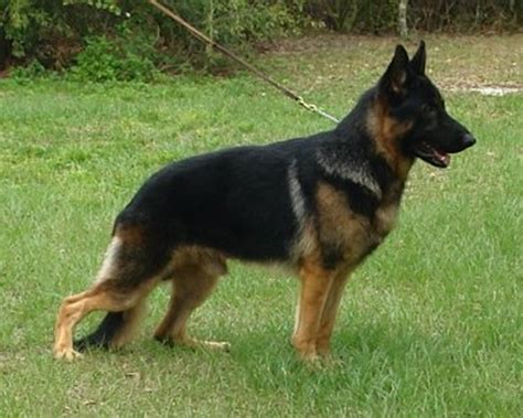 Large Dog Breed Information And Photos Pethelpful