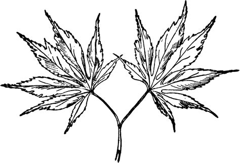 Japanese Maples Clipart Clipground