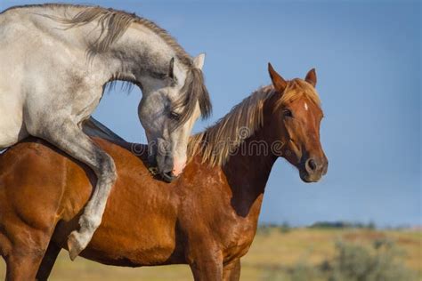 Un Accoppiamento Di Due Cavalli Immagine Stock - Immagine di coppie