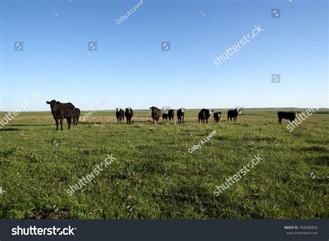 Herd Of Black Cows Grazing In A Grassy Pasture Standing At A Distance