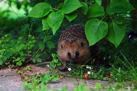 Eco How How To Make Your Garden Hedgehog Friendly Ecophiles