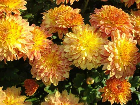 Chrysanthemum Care Guide How To Grow Chrysanthemum Diy Garden