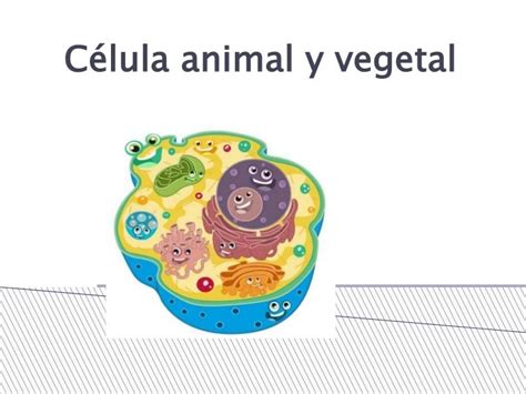 Celula Animal Y Vegetal