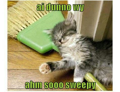 Ive Only Had 18 Naps Today Lolcats Lol Cat Memes Funny Cats