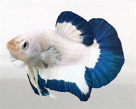 47 Jenis Ikan Cupang Terlengkap Berdasarkan Bentuk Ekor Pola Dan Warna