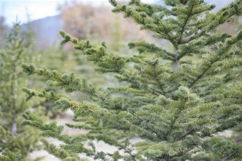 Pine Trees For Sale Utah Blue Spruce Austrian