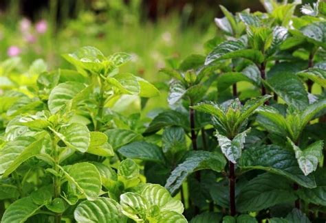 Types Of Mint Leaves Best Life And Health Tips And Tricks