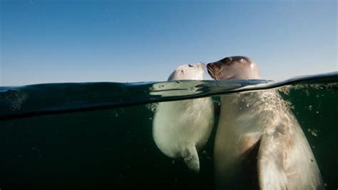 David Doubilet Water Underwater Sea Seals Animals Baby Animals