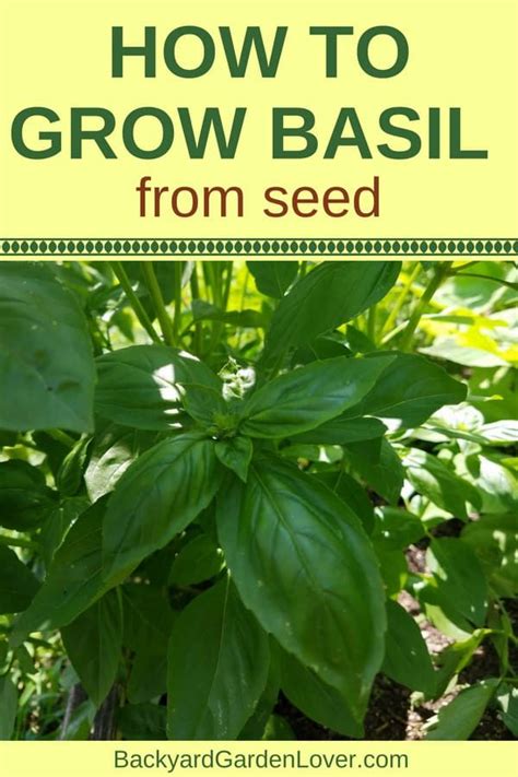 How To Grow Basil Complete Guide To Growing And Preserving Basil