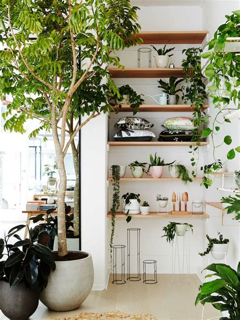 12 Lovely Indoor House Trees Indoor Plants Indoor