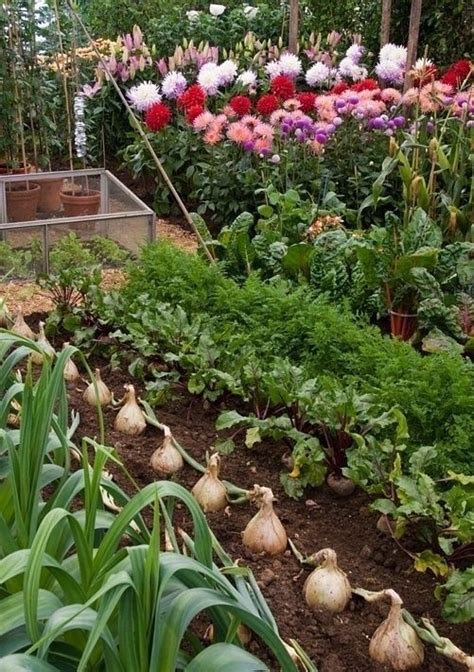 Abigail Vegetable Garden For Beginners Gardening For Beginners