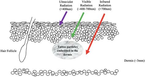 Head, face, and ears like the neck, your head, face, and ears contain many. Tattoo Behind Ear Pain Comparison - tattoo design