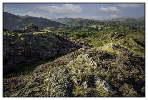 Holme Fell Heather A View From The Top Of Holme Fell With Flickr