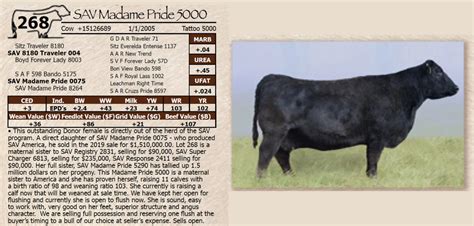 Dvauction Lot 268 Mcconnell Angus Annual Bull And Female Sale
