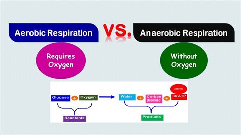 Solution Difference Between Aerobic And Anaerobic Respiration Biology