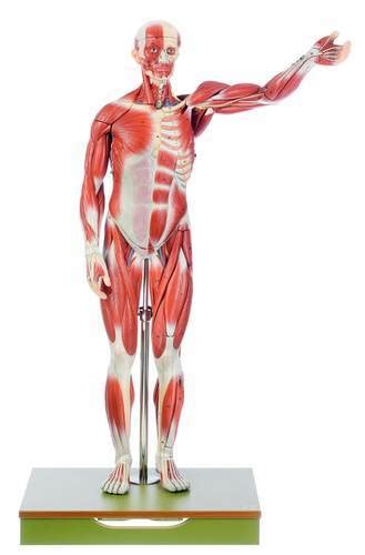 Hit the area below your kneecap and your lower leg jerks up. Anatomical Male Muscle Model