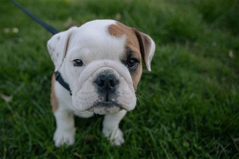 Akc puppies for sale | standard and exotic colors. Photos: Cute English Bulldog puppy spotted in North Seattle | Seattle Refined