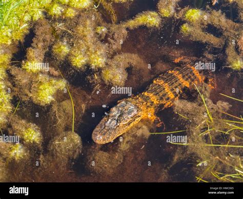 Okefenokee Swamp Baby Alligator Stock Photo Alamy