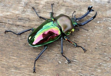 Rainbow Stag Beetle Identification Life Cycle Facts And Pictures